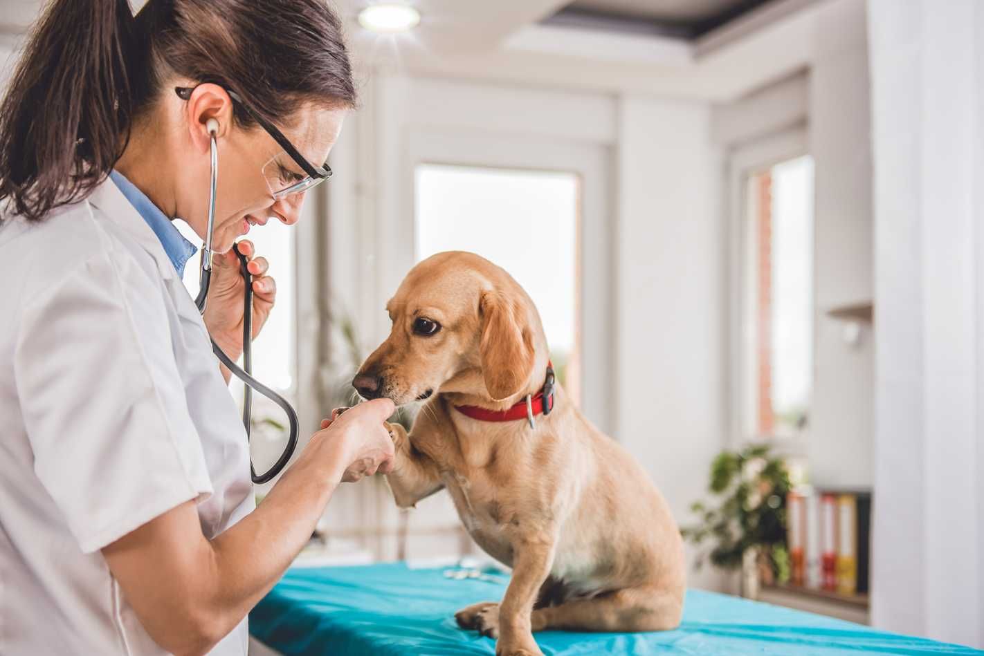 Atendimento Domiciliar para pets em São Vicente-SP