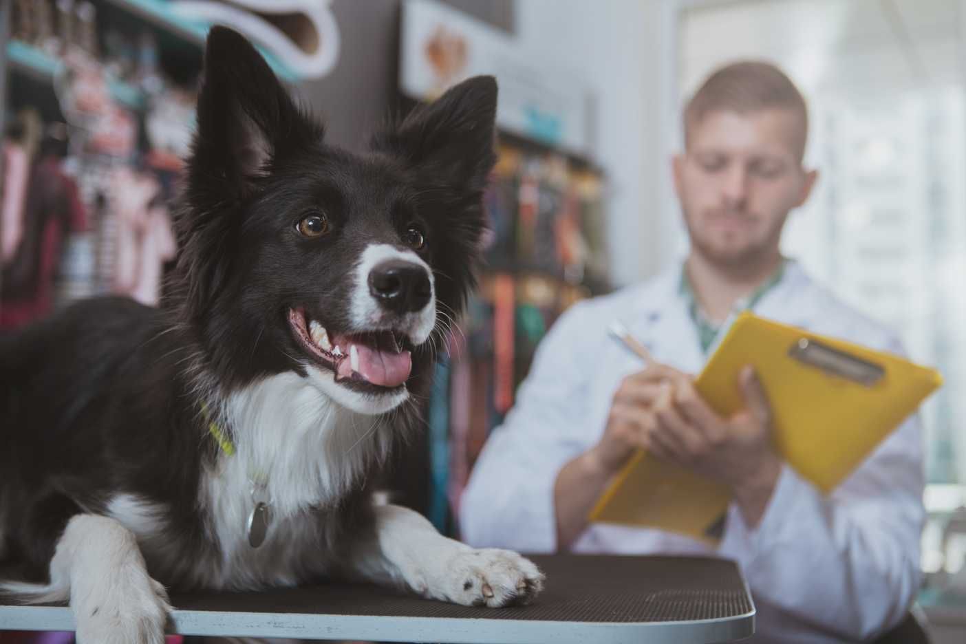 Atestado de Viagem para pets em São Vicente-SP