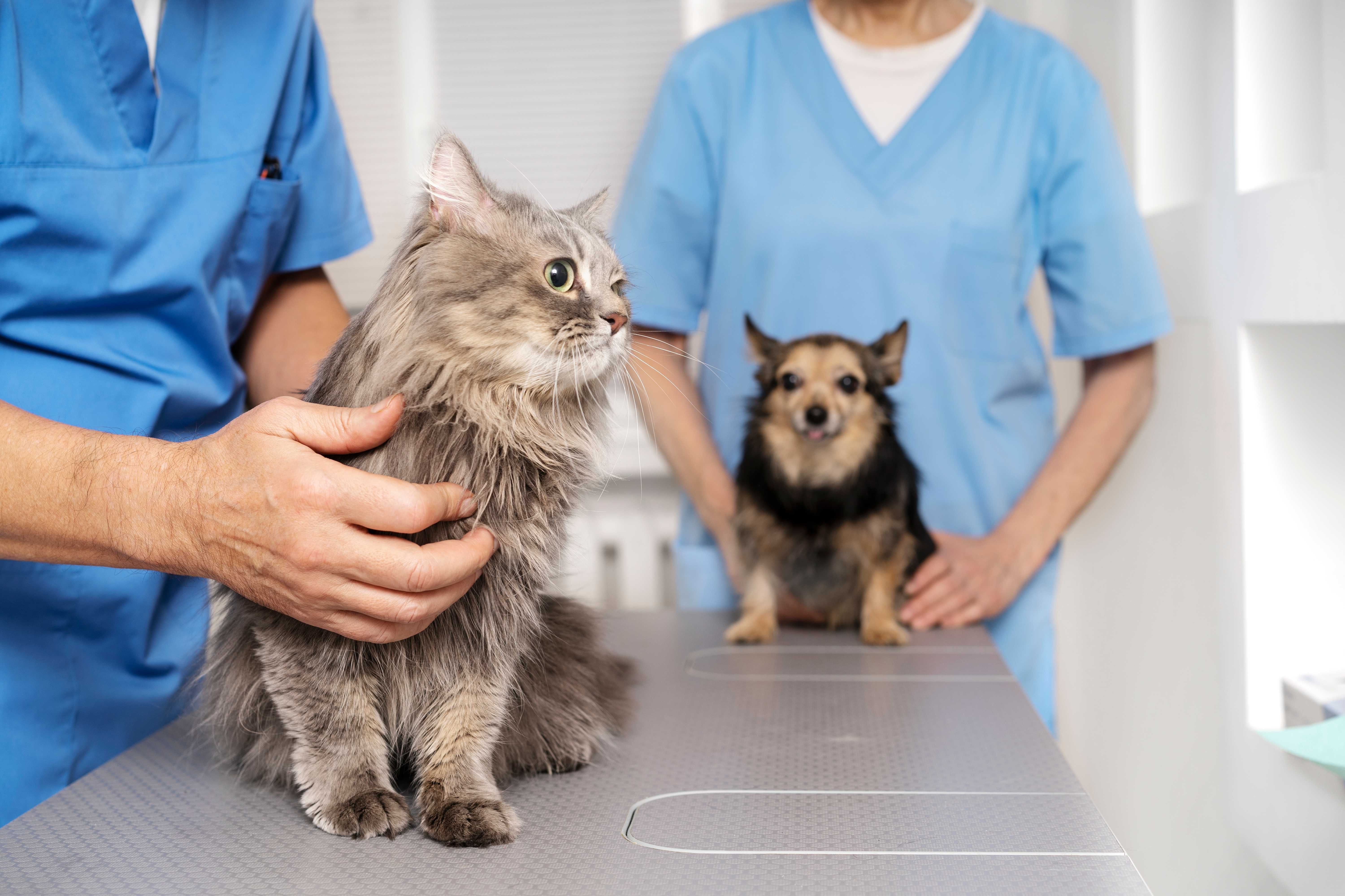 Cirurgia para pets em São Vicente-SP