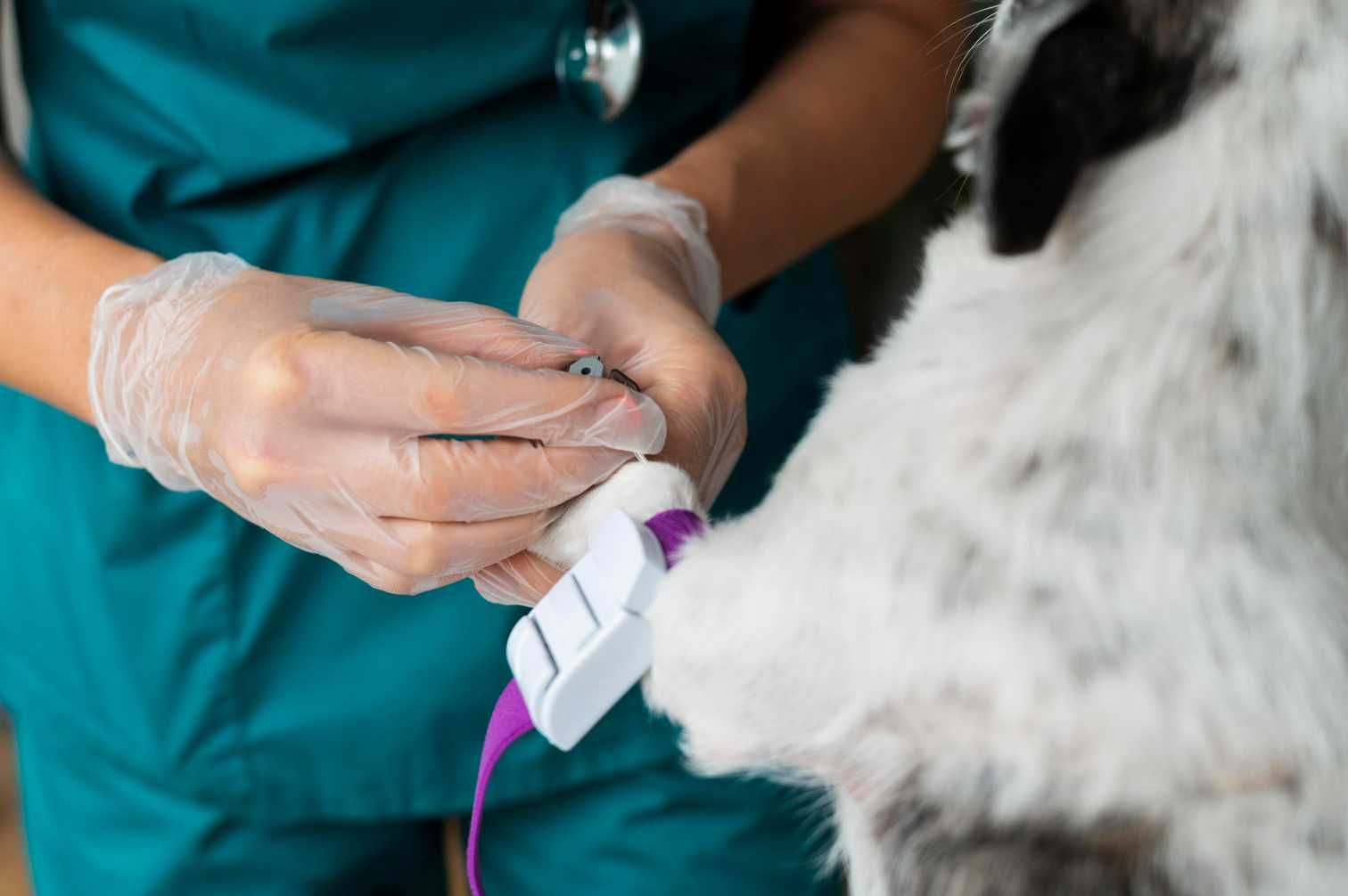 Ecocardiograma para pets em São Vicente-SP