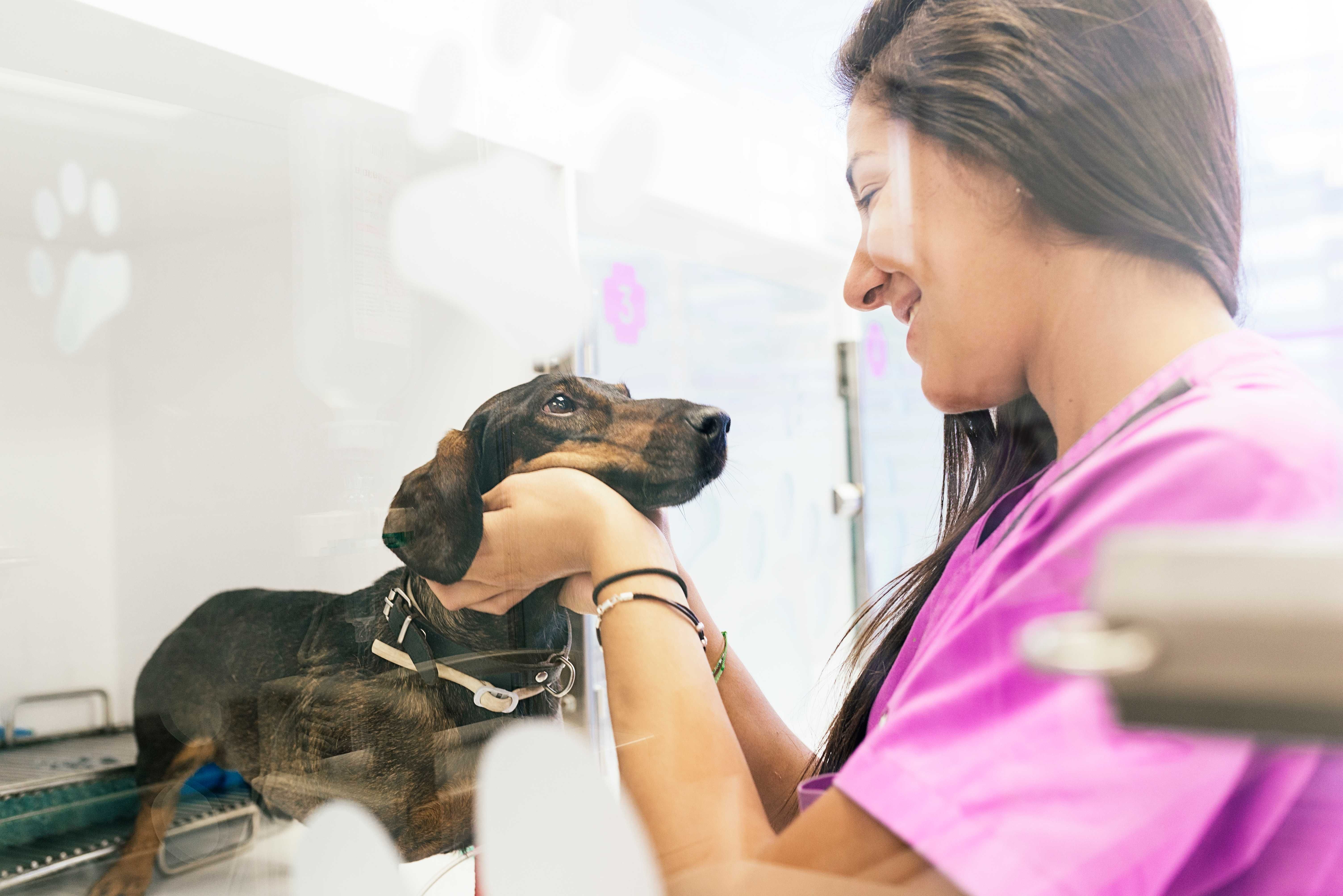 Internação para pets em São Vicente-SP