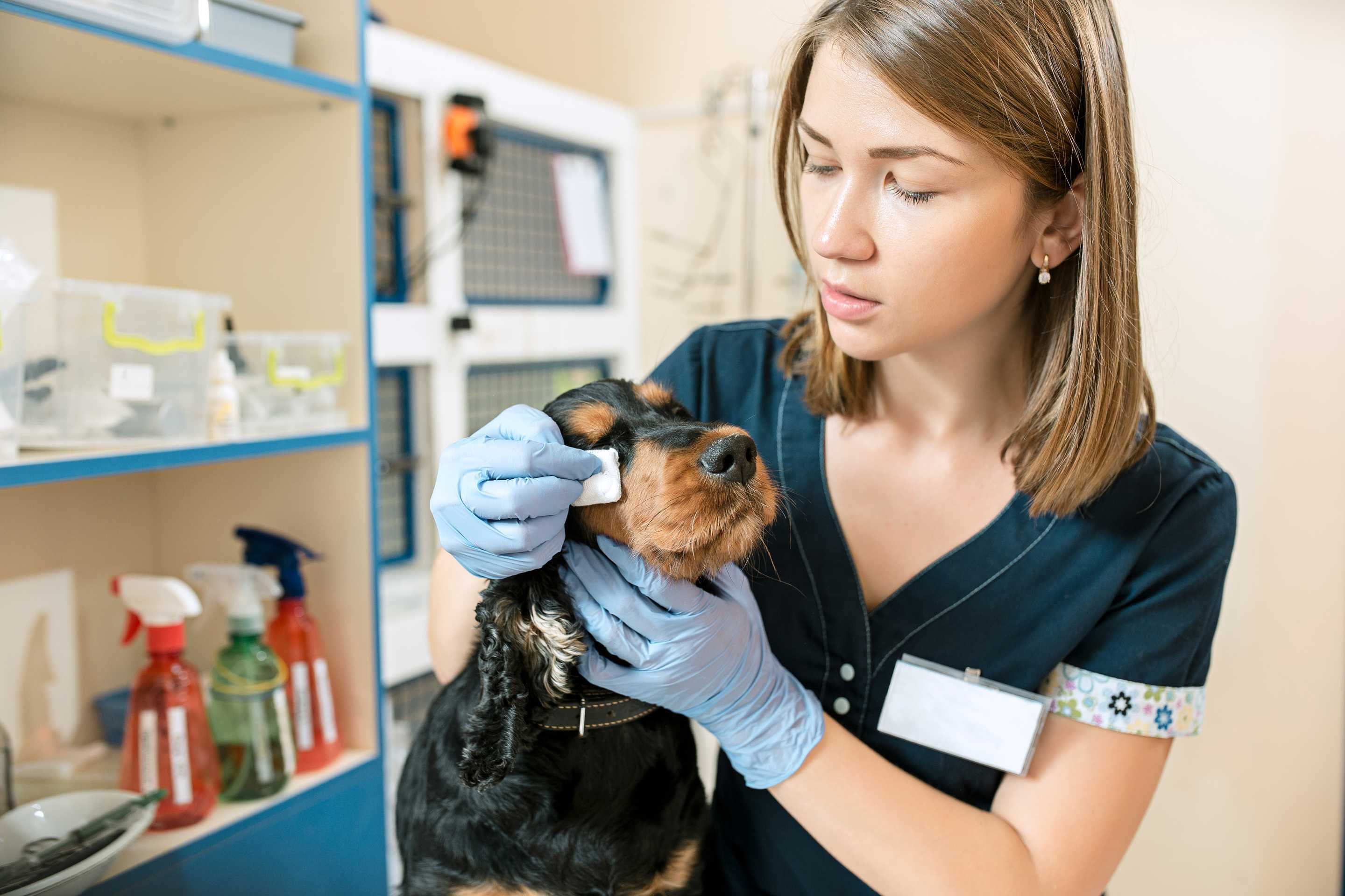 Laboratório para pets em São Vicente-SP