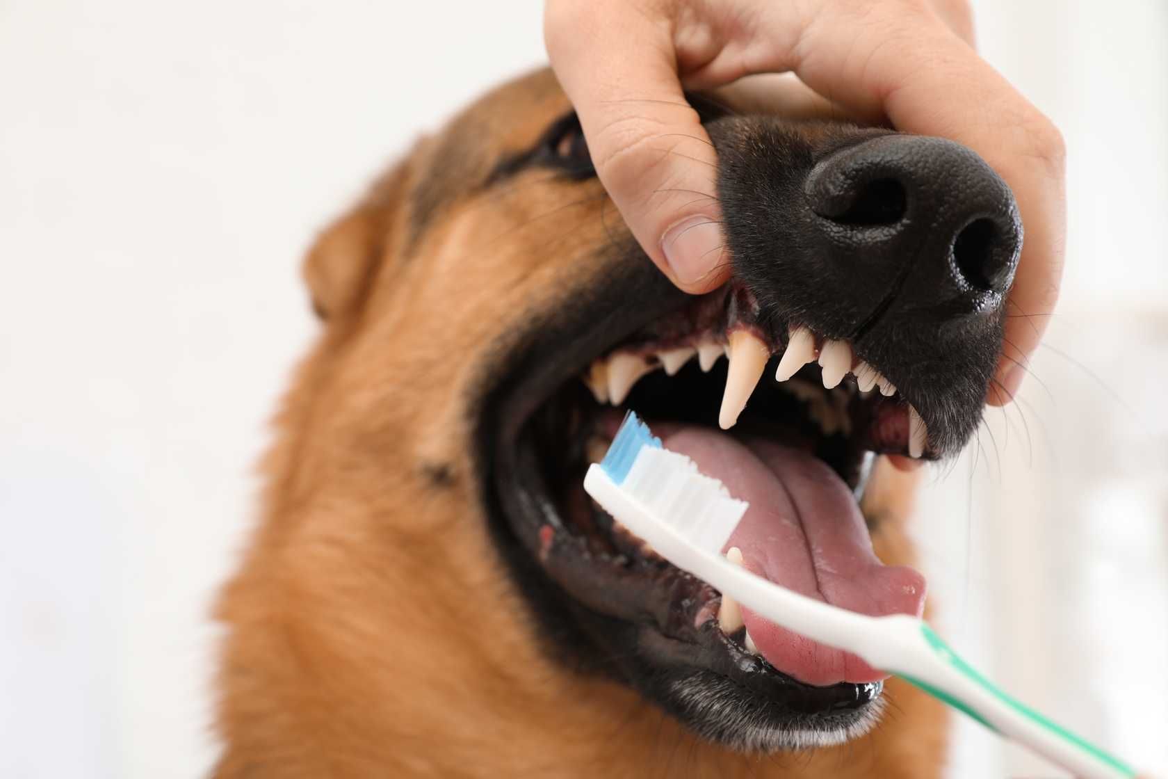 Profilaxia Dentária para pets em São Vicente-SP