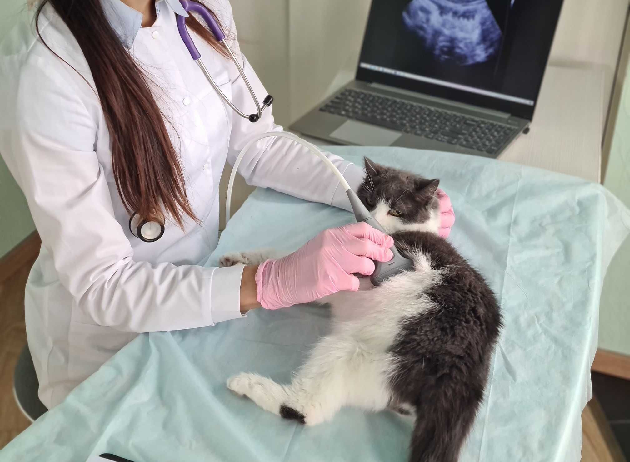 Ultrassom para pets em São Vicente-SP