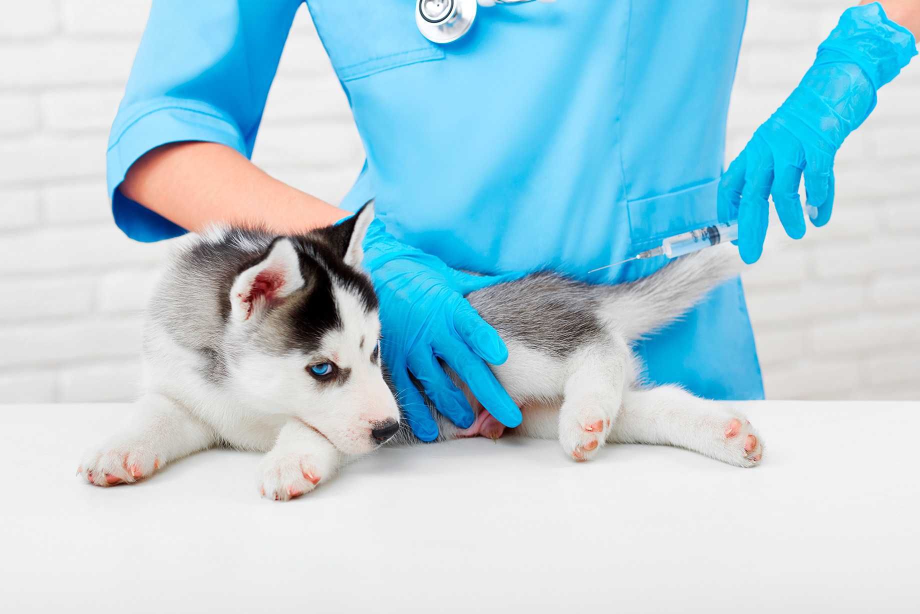 Vacinas para pets em São Vicente-SP