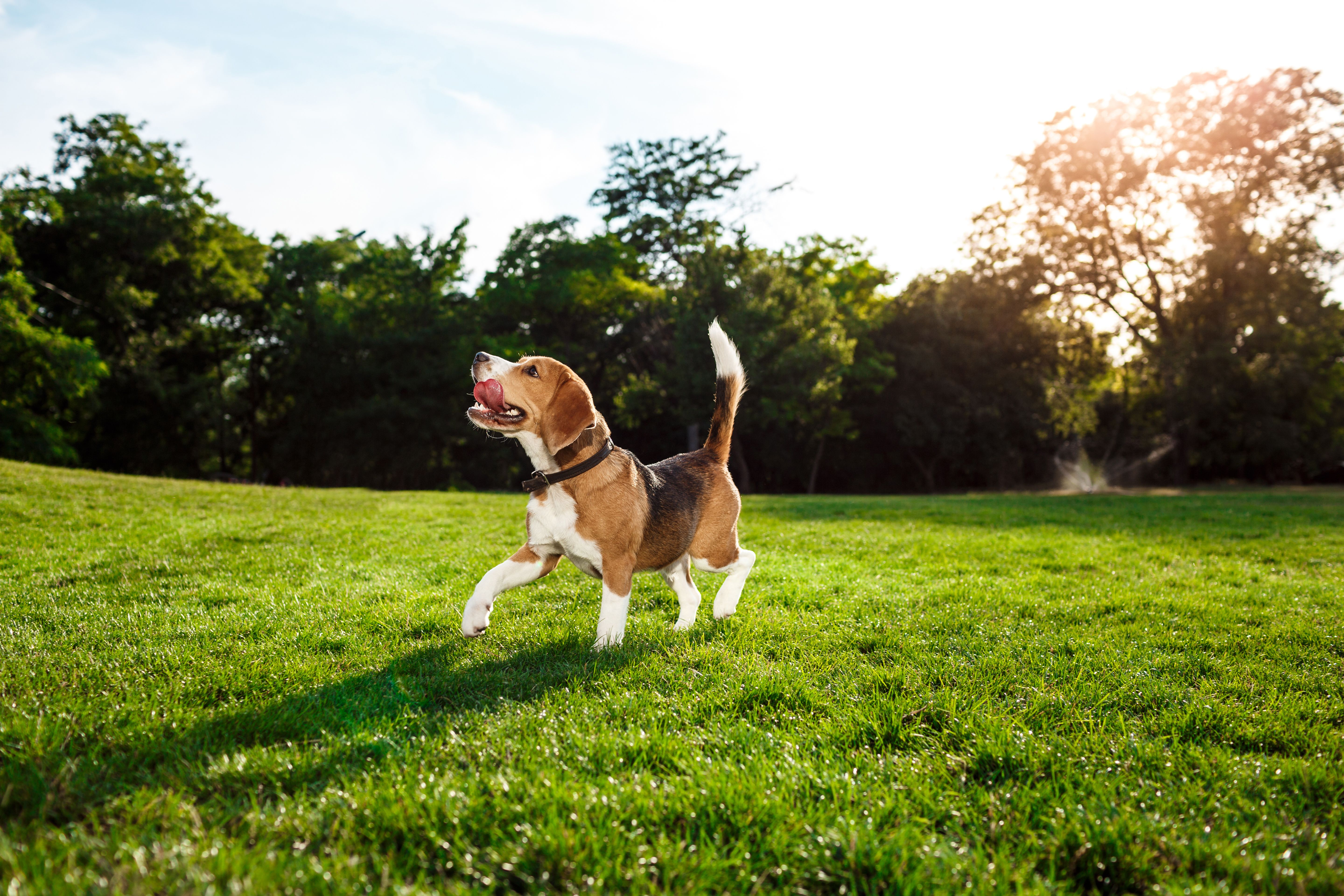 Filhotes na My Pet Home Care