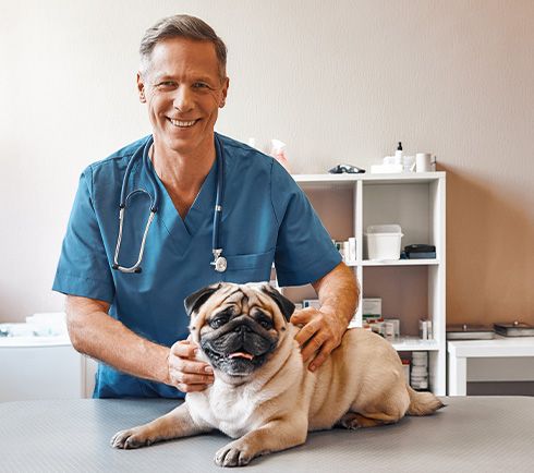 Filhotes na My Pet Home Care