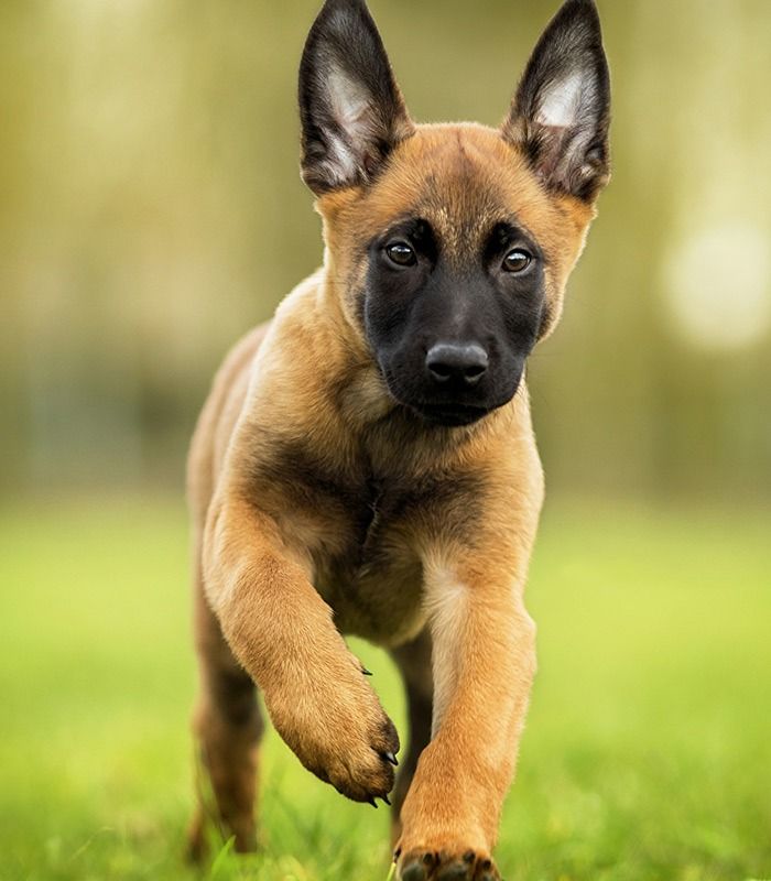 Filhotes de Pastor Belga Malinois em São Vicente-SP