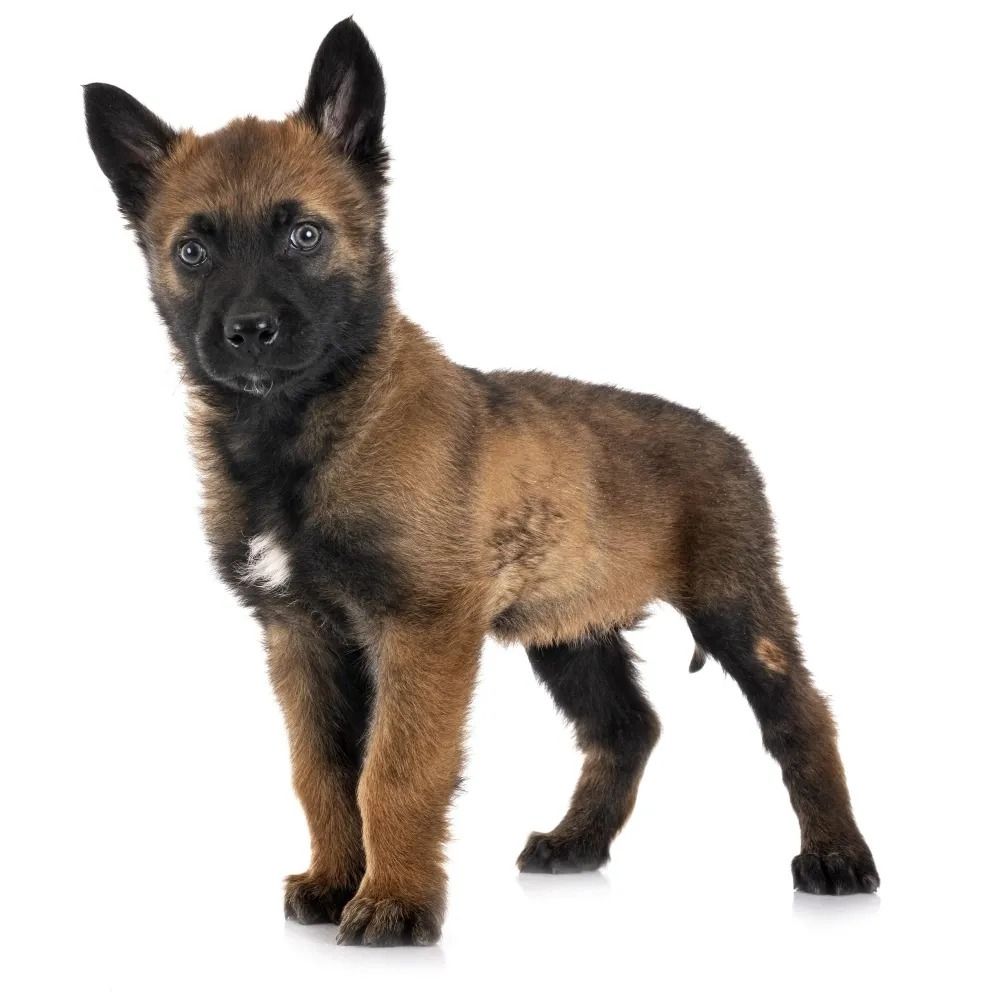 Visita para conhecer os filhotes de Malinois em São Vicente-SP