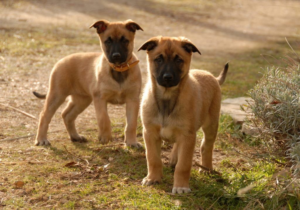 Filhote de Pastor Belga Malinois em São Vicente-SP