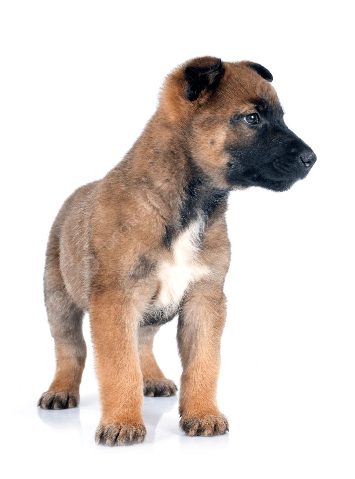 Filhotes de Pastor Belga Malinois em São Vicente-SP