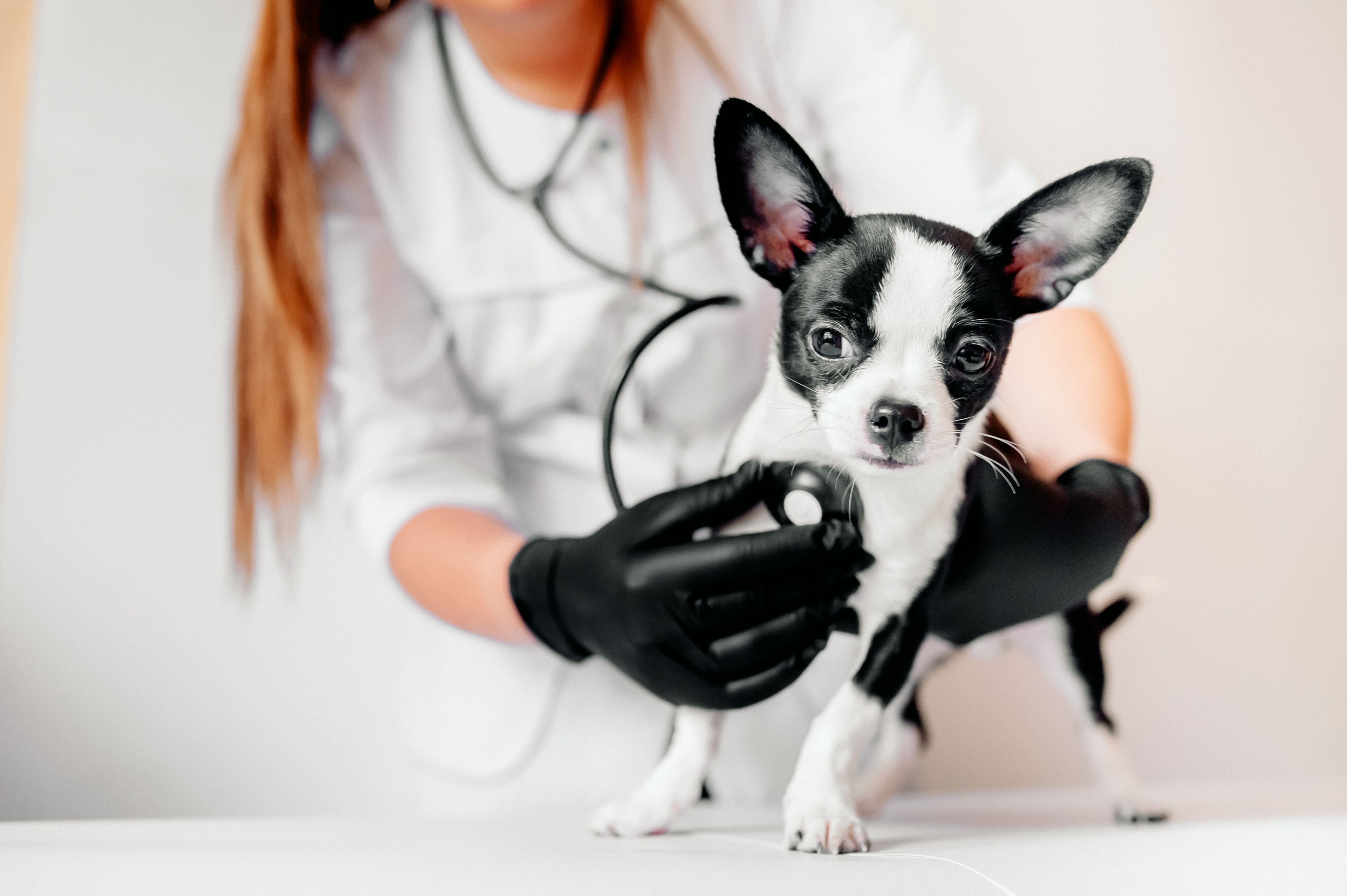 My Pet Home Care São Vicente