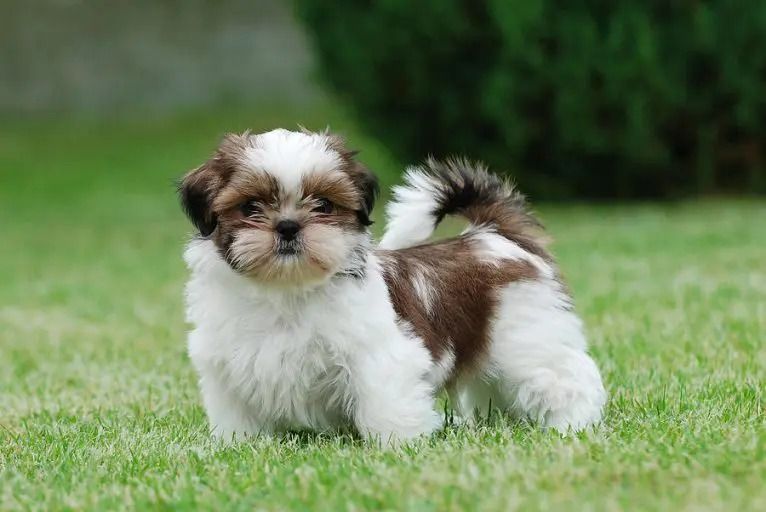 Filhote de Shih Tzu em São Vicente-SP