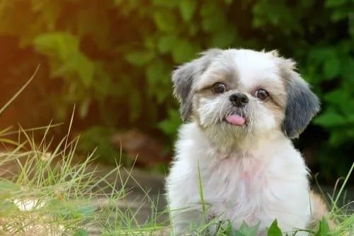 Filhotes de Shih Tzu em São Vicente-SP