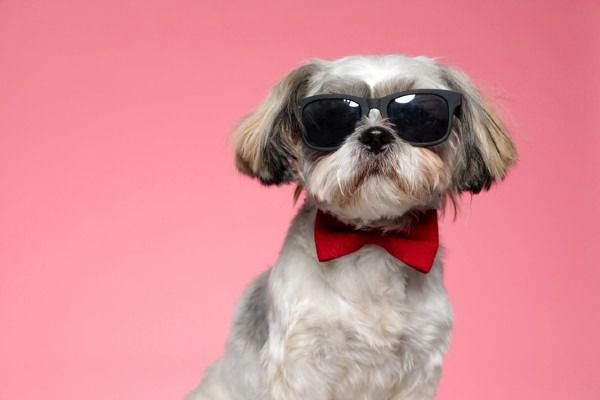 Fale sobre os filhotes de Shih Tzu