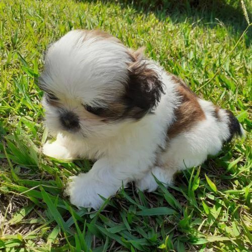 Filhote de Shih Tzu em São Vicente-SP